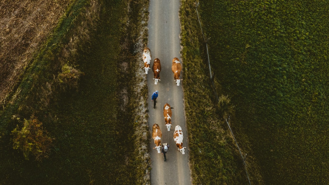 Group of road cyclists riding together outdoors on paved roads.